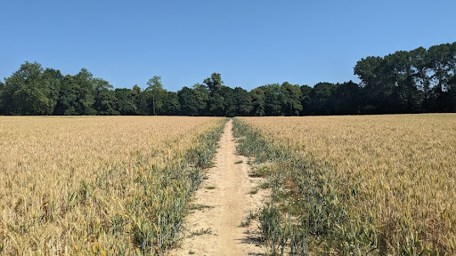 Archaeological Desk-Based Assessment for a New Housing Development in Buxted